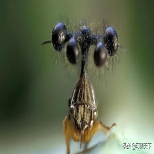 日寇侵入永州*行暴**实录，2000余妇女被奸淫，令人发指，罄竹难书