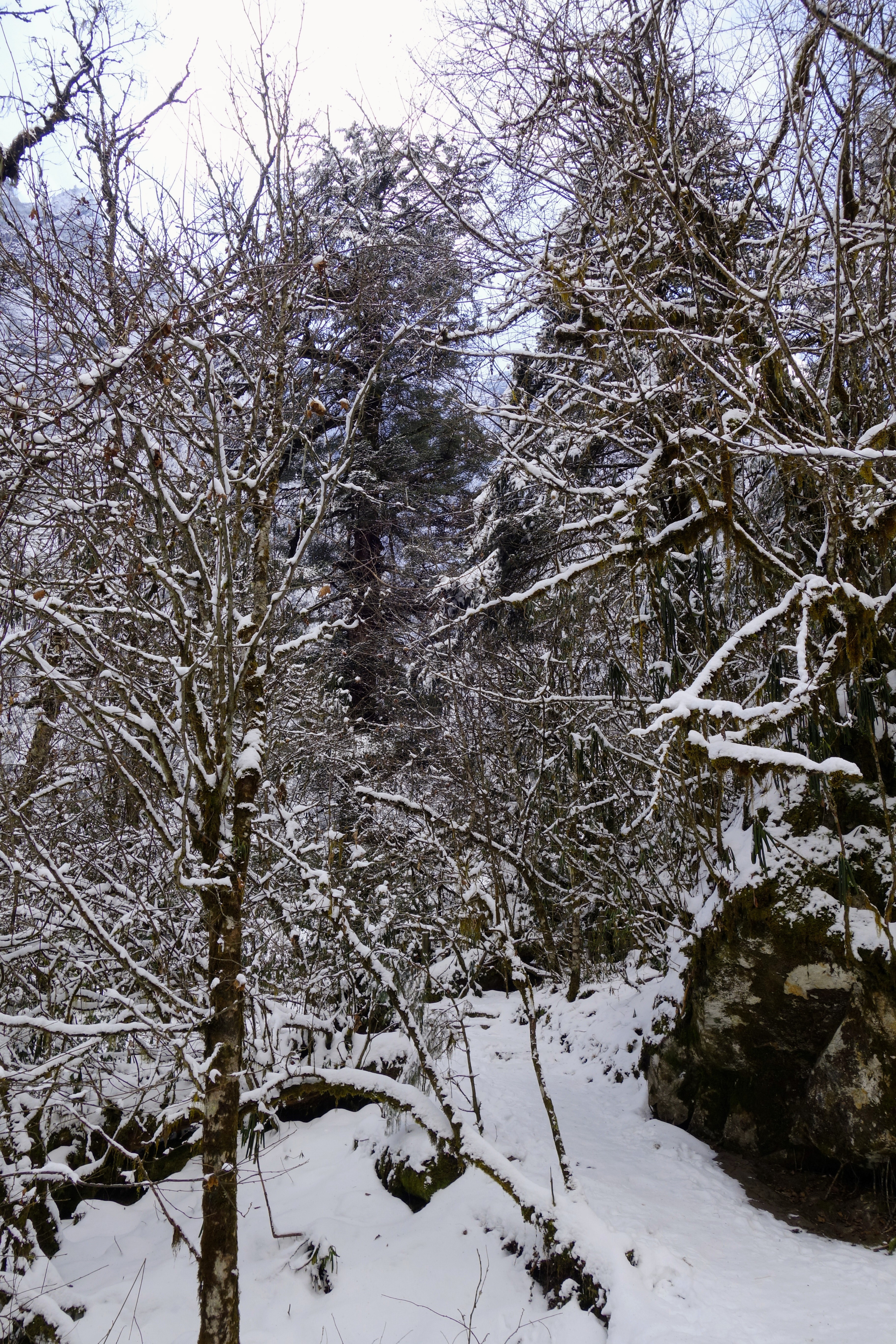 川西圣境游玩攻略,甘孜燕子沟攻略