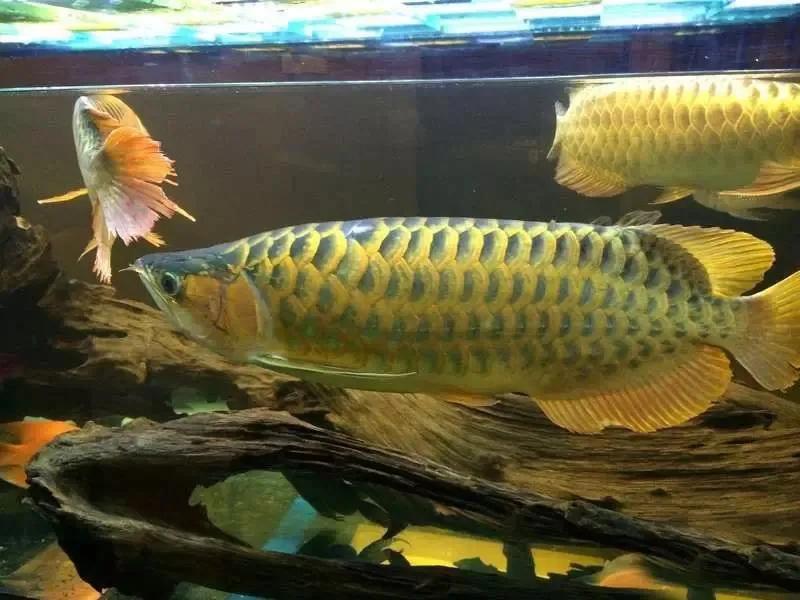 水族爱好者龙鱼,马来买的龙鱼如何带回国内