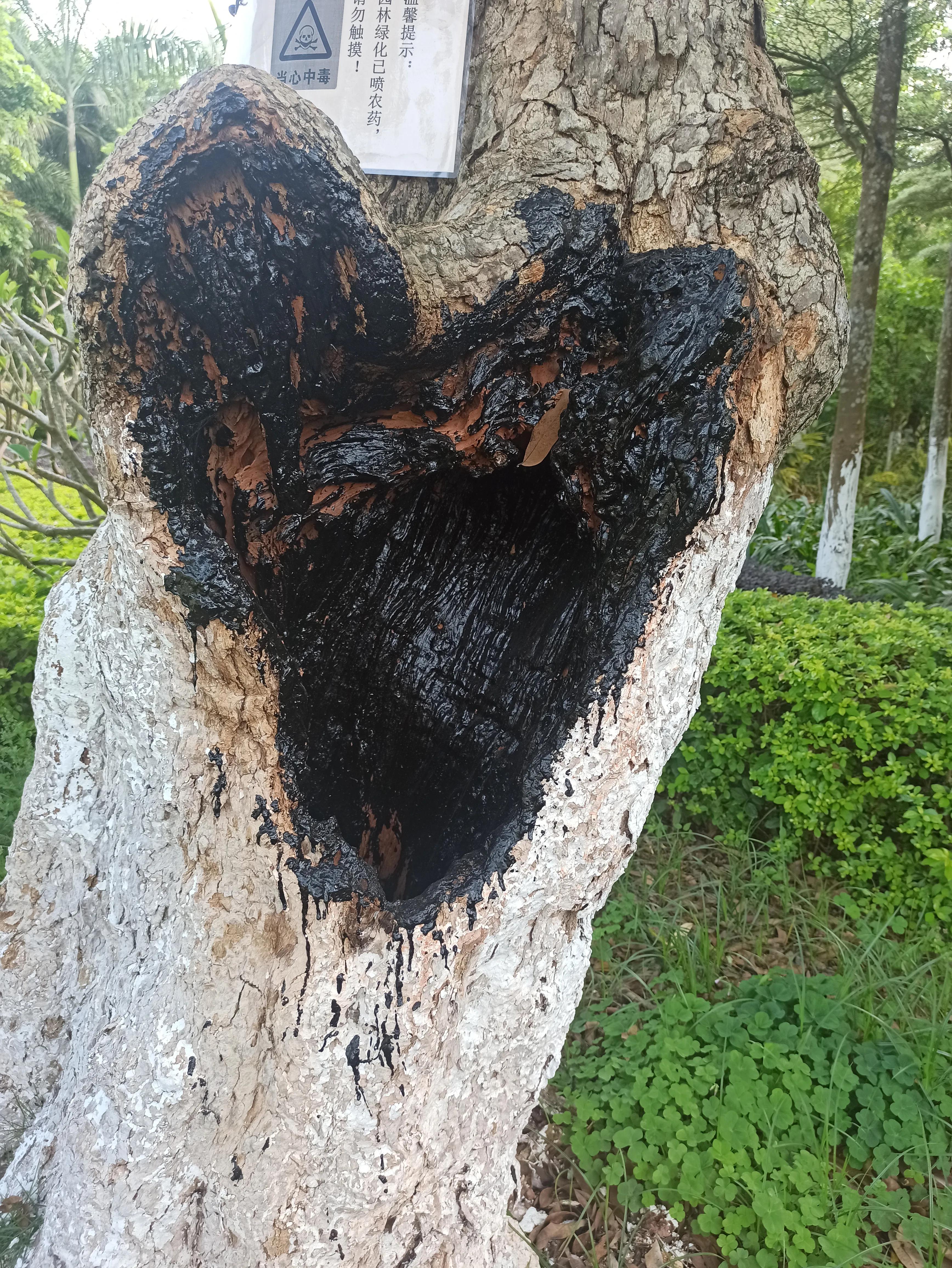 默默的树洞,沉默的树洞