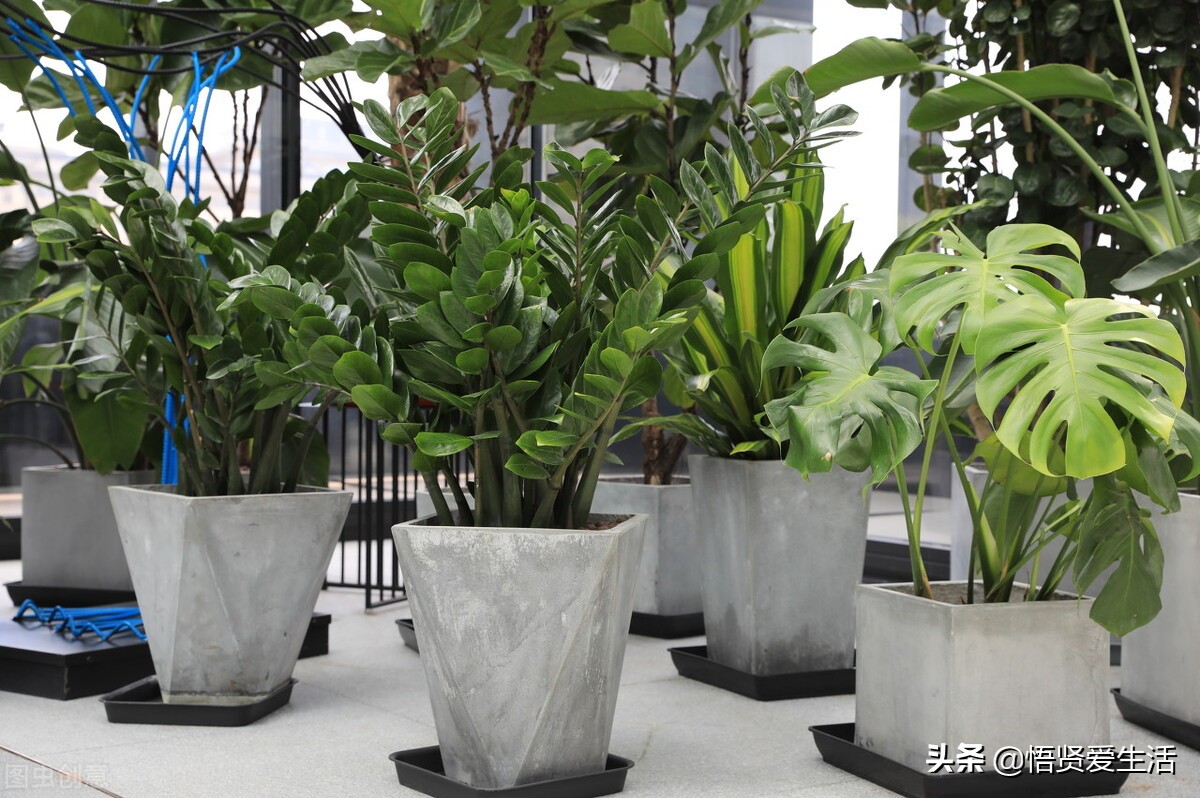 适合室内养耐阴的小型观赏花,好养的喜阴花有哪些室内