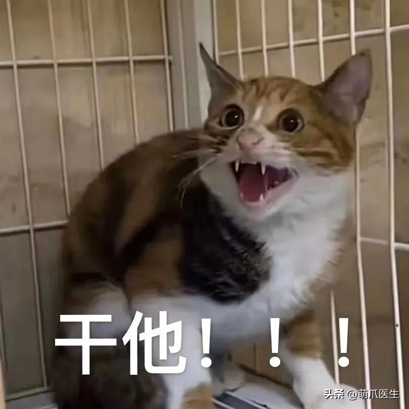 猫德学院被收养的猫咪现状,猫德学院关于遗弃猫咪的声明