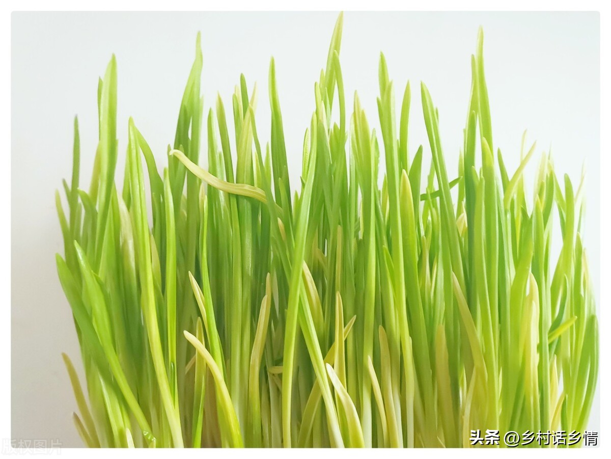 蒜黄和韭黄是怎么种出来的,韭黄与豆芽生长不需要阳光