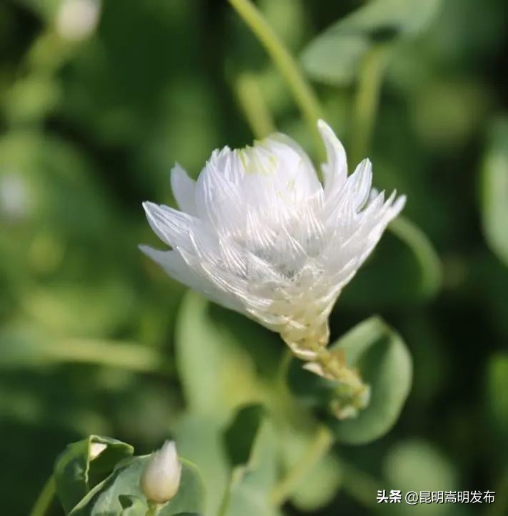 嵩明永生花店 (嵩明永生花)