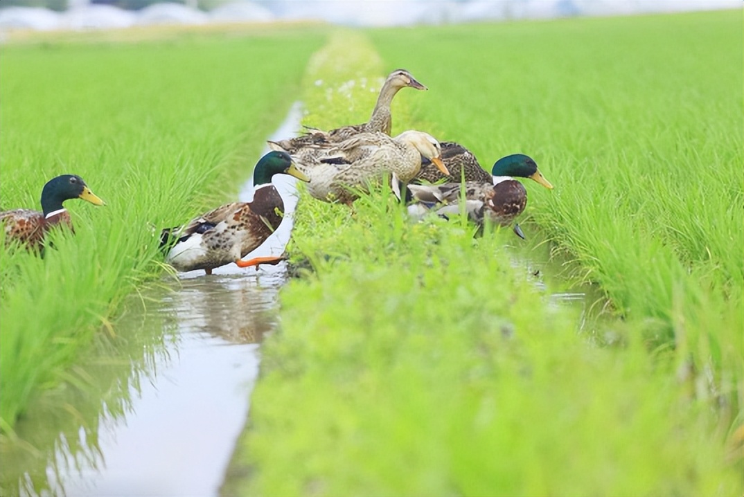 农业产业周报｜罗牛山、望家欢、美团、天邦、本来生活最新动态