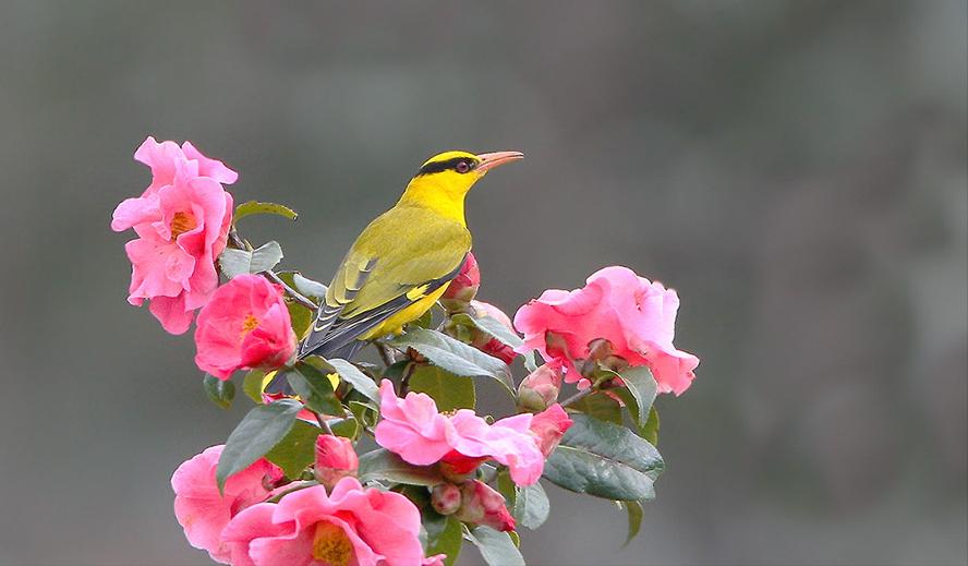 50张最佳鸟类摄影作品,鸟儿大全大图