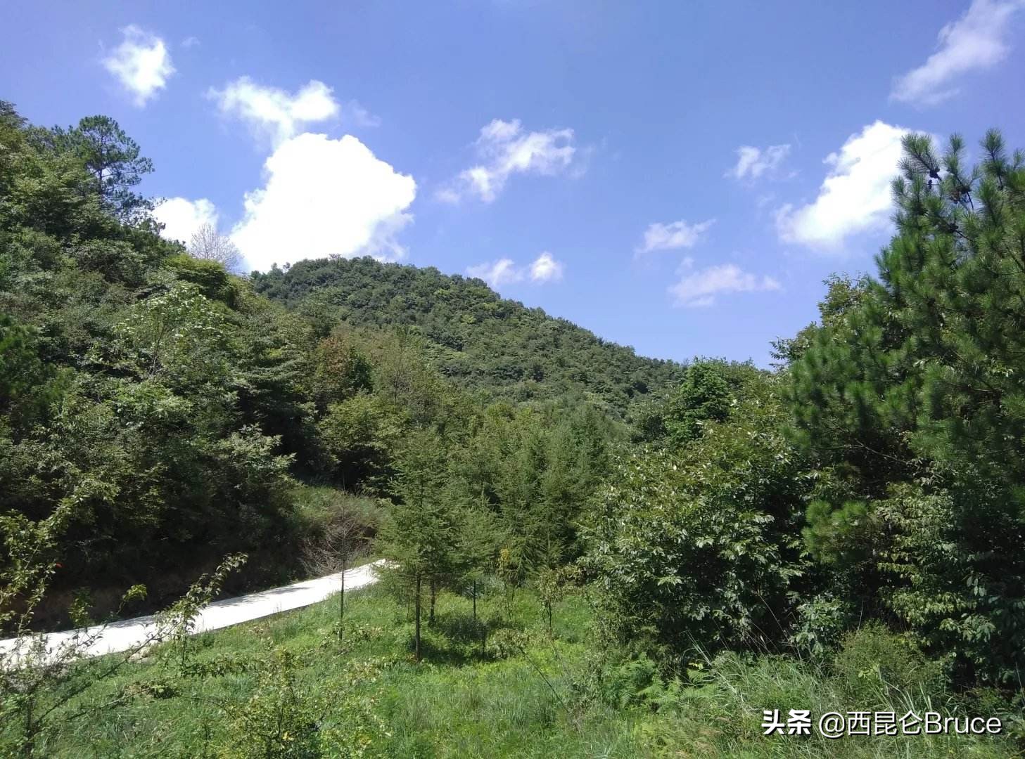 湖北神农架发现国家一级保护动物,宜昌出现国家一级保护动物猫