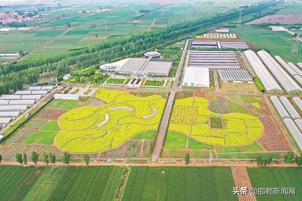 滏阳河畔五谷香——“城市体验官”系列报道之走进曲周县