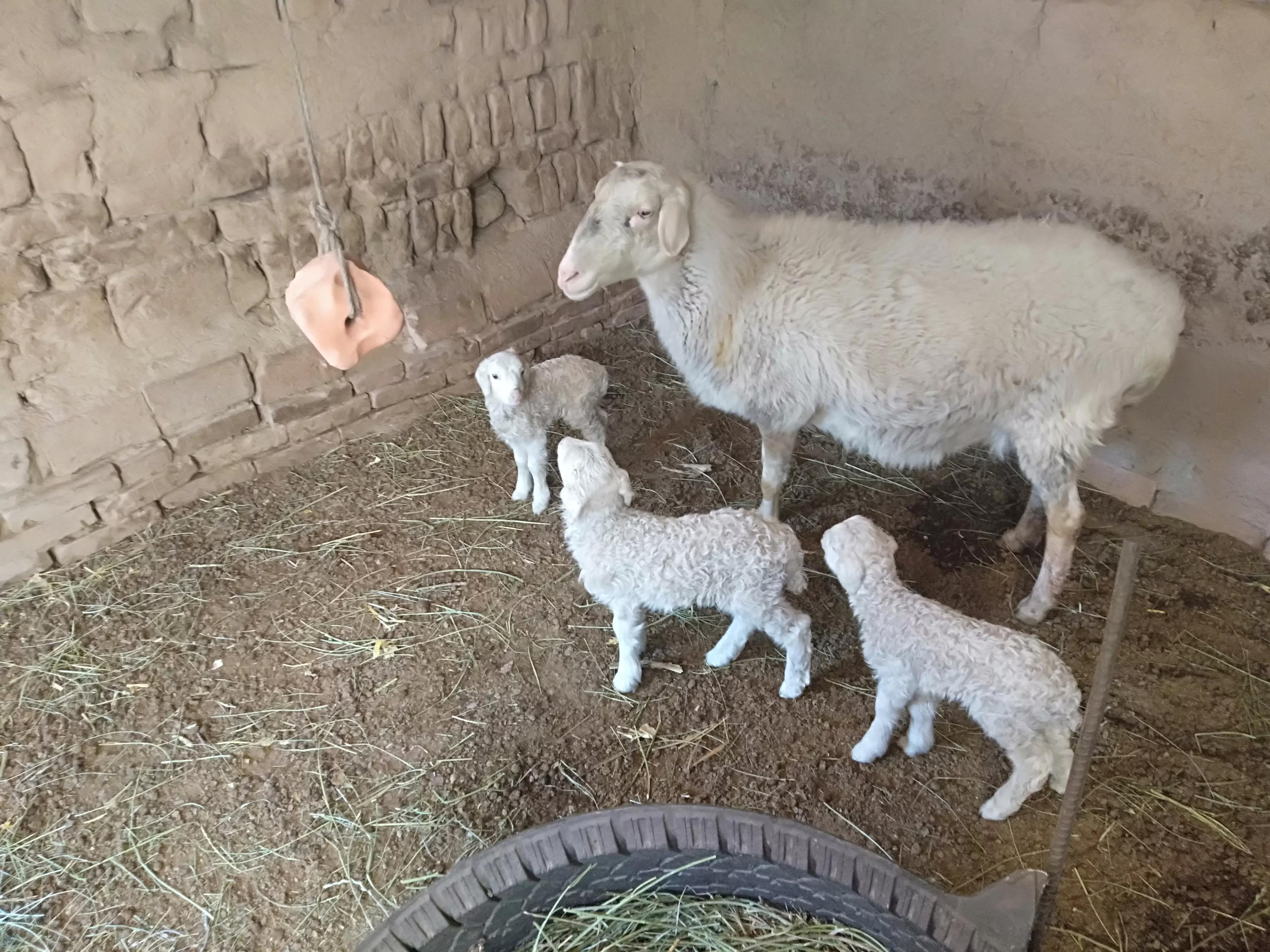 母羊不孕怎么办,养羊常见几种母羊不受孕的原因