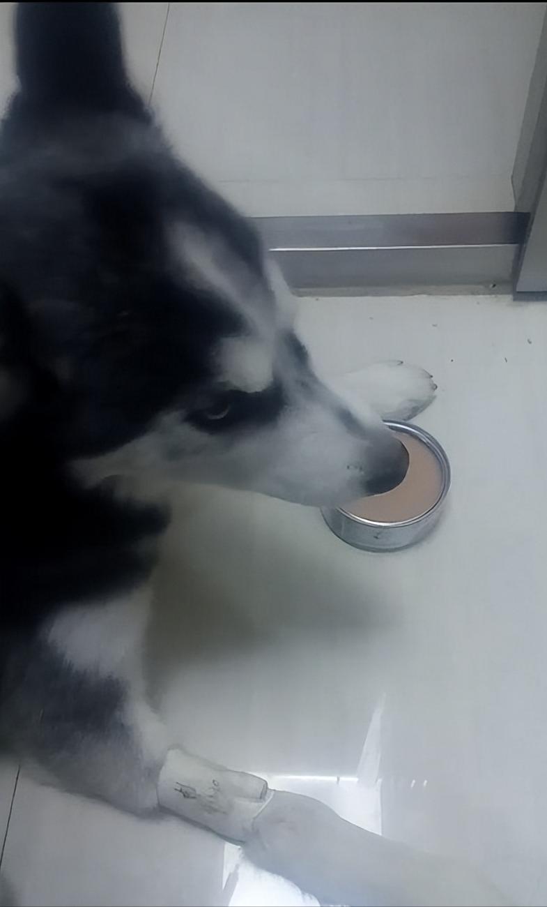 细小治愈后还是没精神,细小治愈了站不起来了