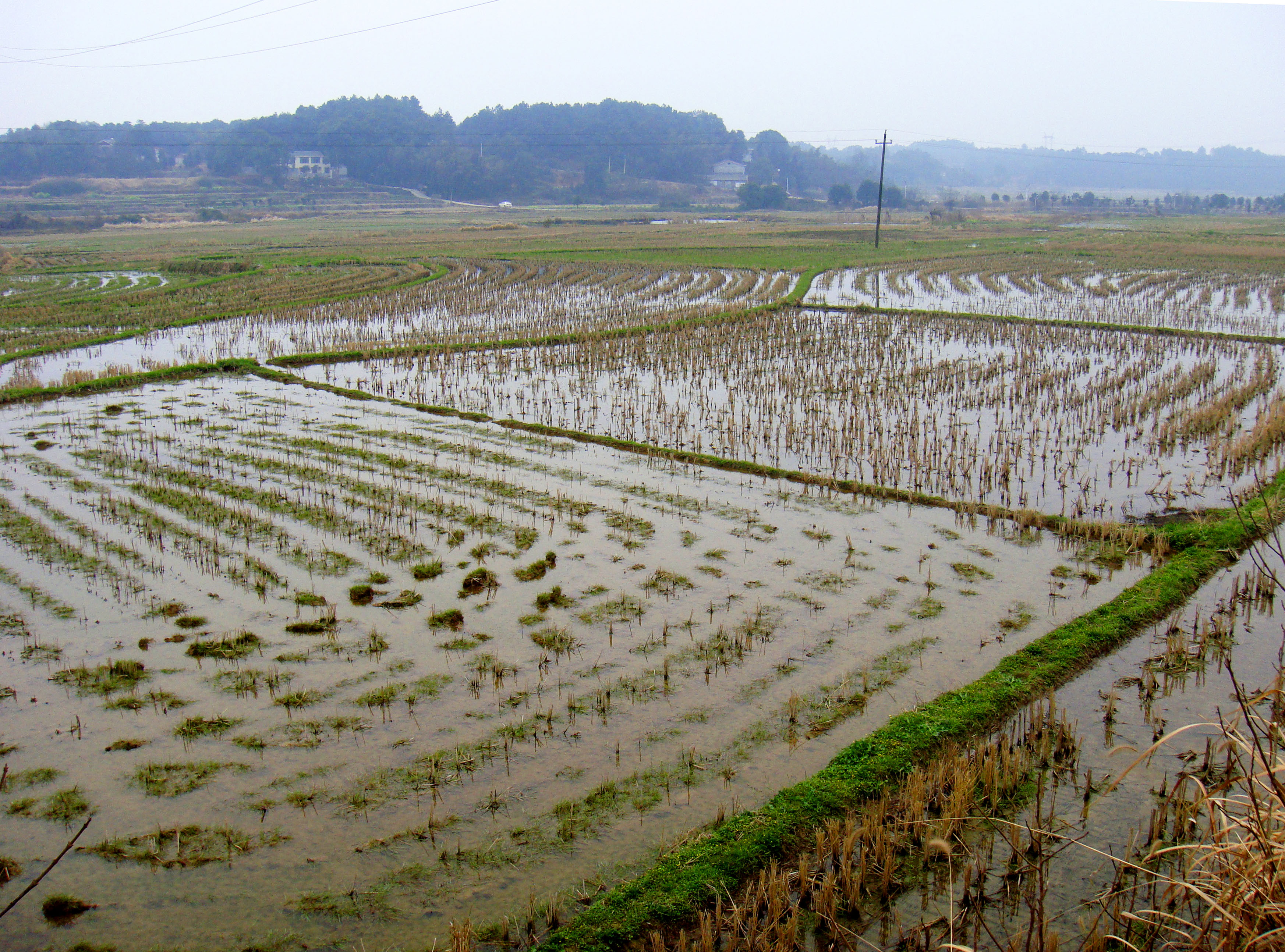 蚂蟥吃到肚子里会存活吗,不小心把蚂蟥吞到肚子里怎么办