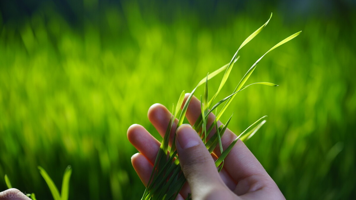 麦子是先旺后不能旺的真实情况,小麦拔节后怎么控旺