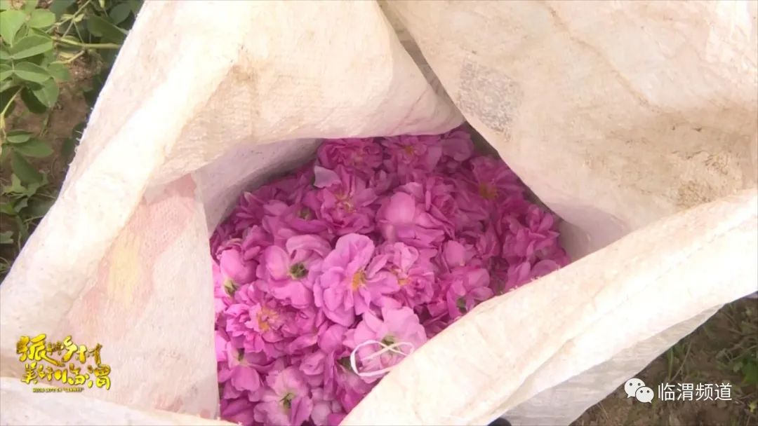 《振兴乡村美好临渭》临渭区丰原镇北雷村：玫瑰绽放“美丽经济”花香铺就致富路