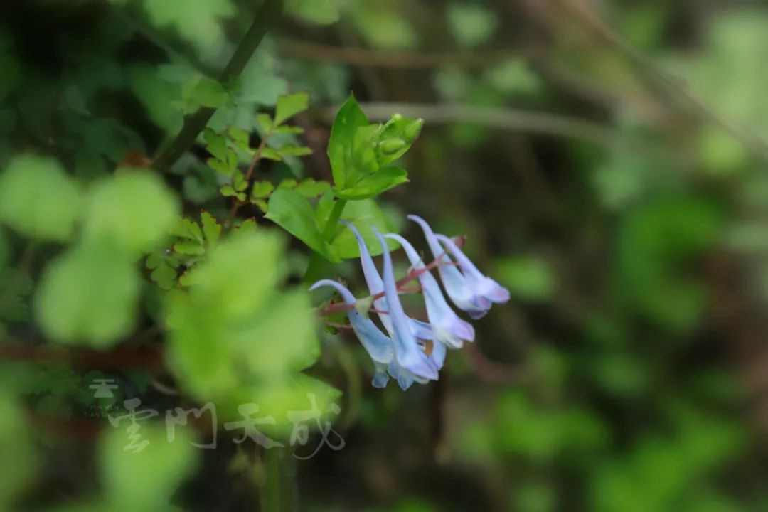 食疗除春困六种食物效果好,春天防春困各种汤的做法大全家常