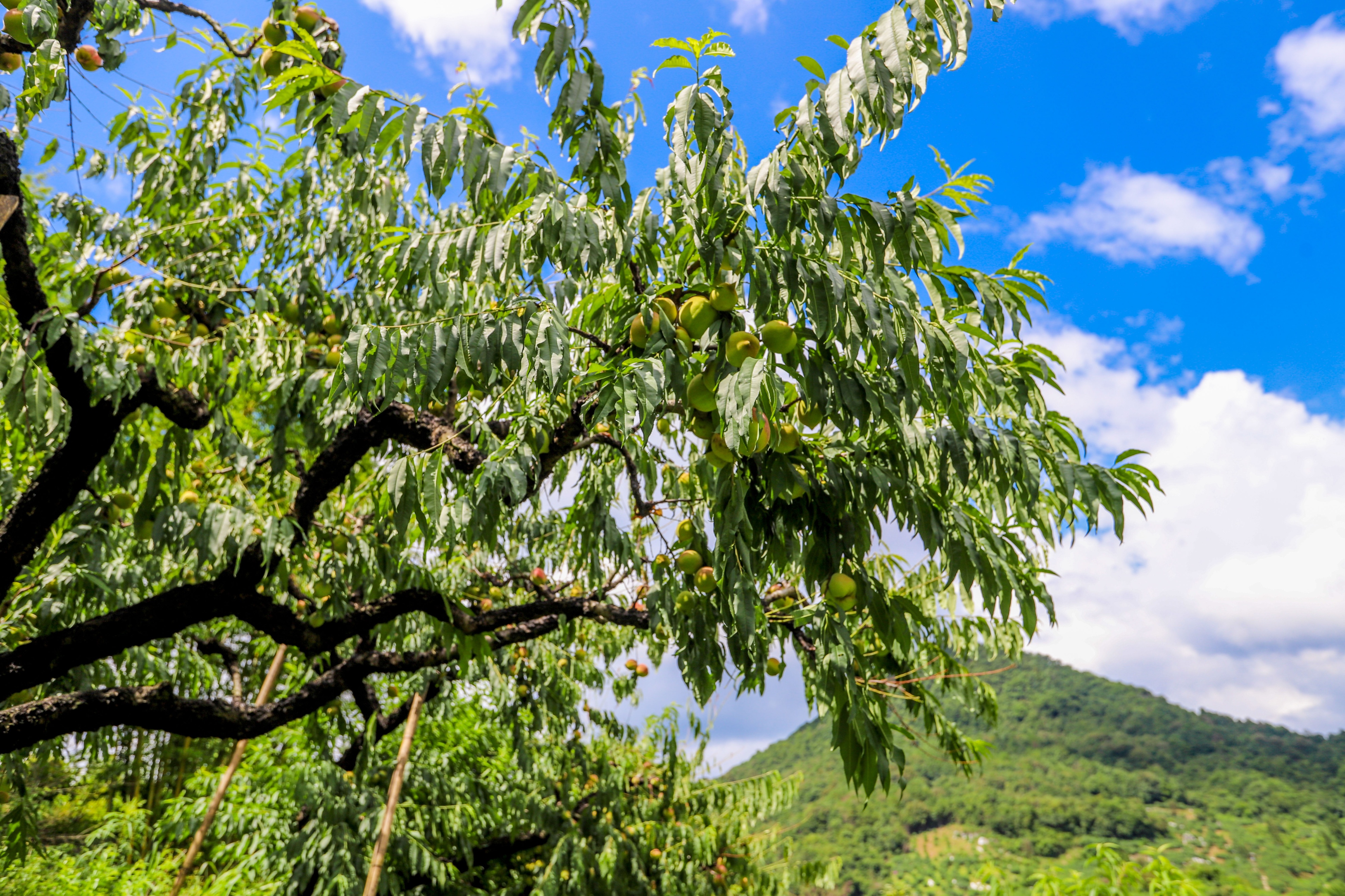 连平鹰嘴蜜桃是水蜜桃吗,广东连平上坪正宗鹰嘴水蜜桃