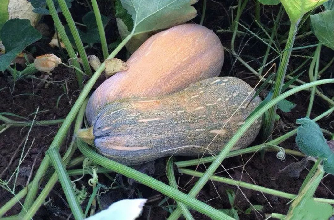 五谷杂粮食物图片大全大图,五谷杂粮图片大全大图真实