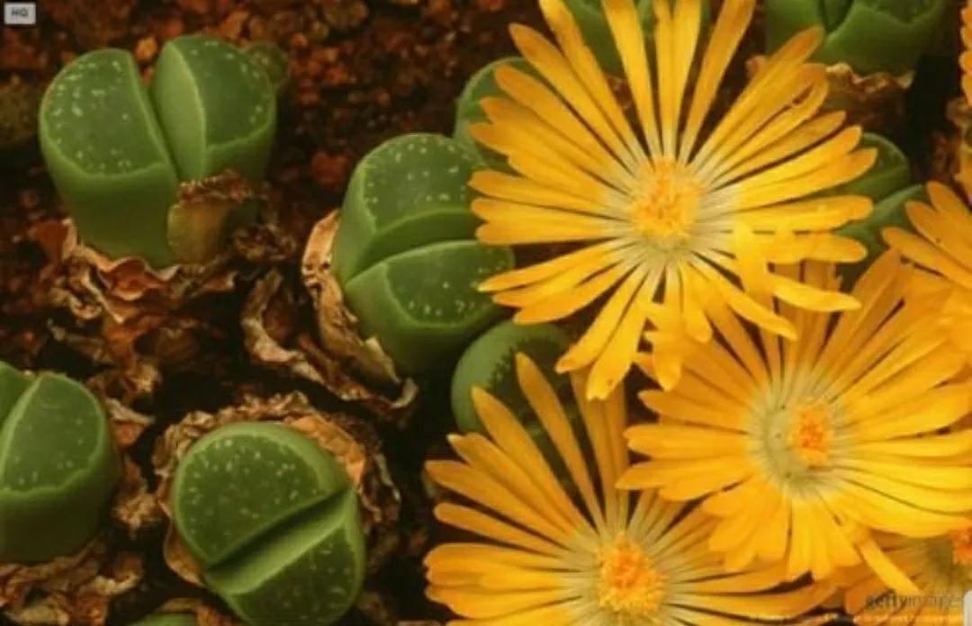 多肉植物石头开花,多肉石头花秋季