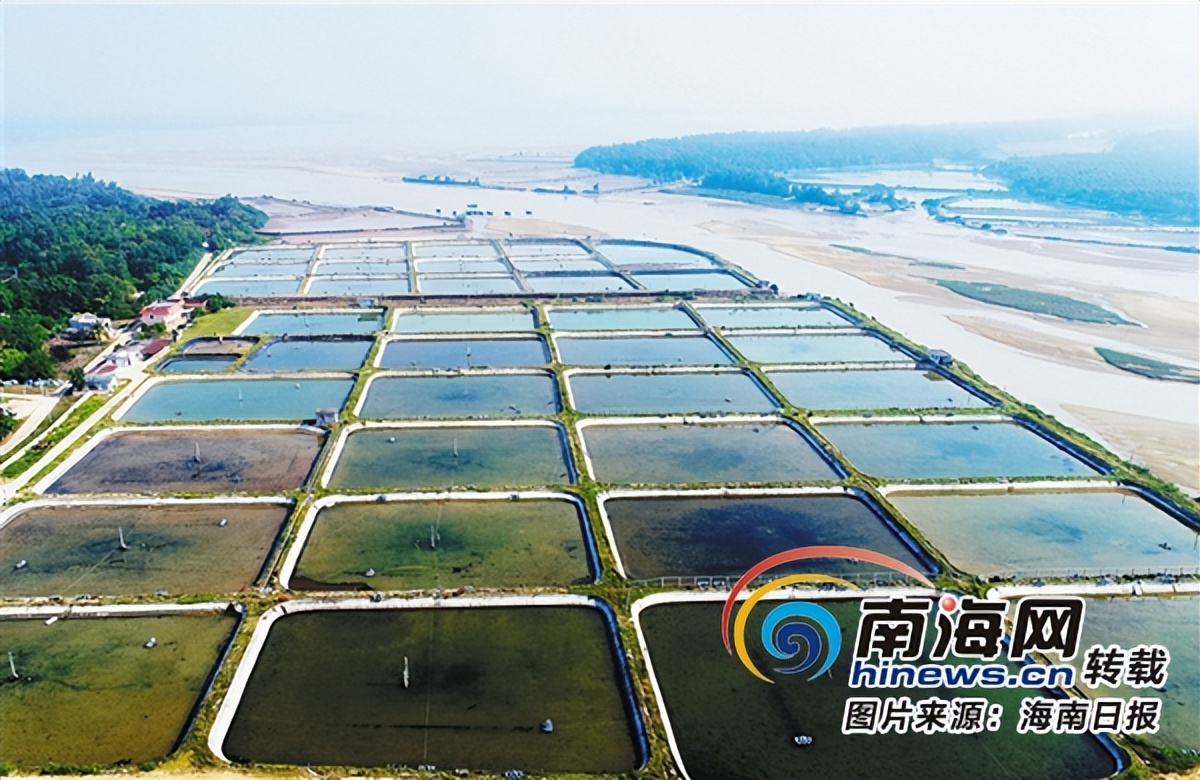 丑到让人忍不住嚼一口！100元1斤的海鲜沙虫，有钱人都抢着吃！