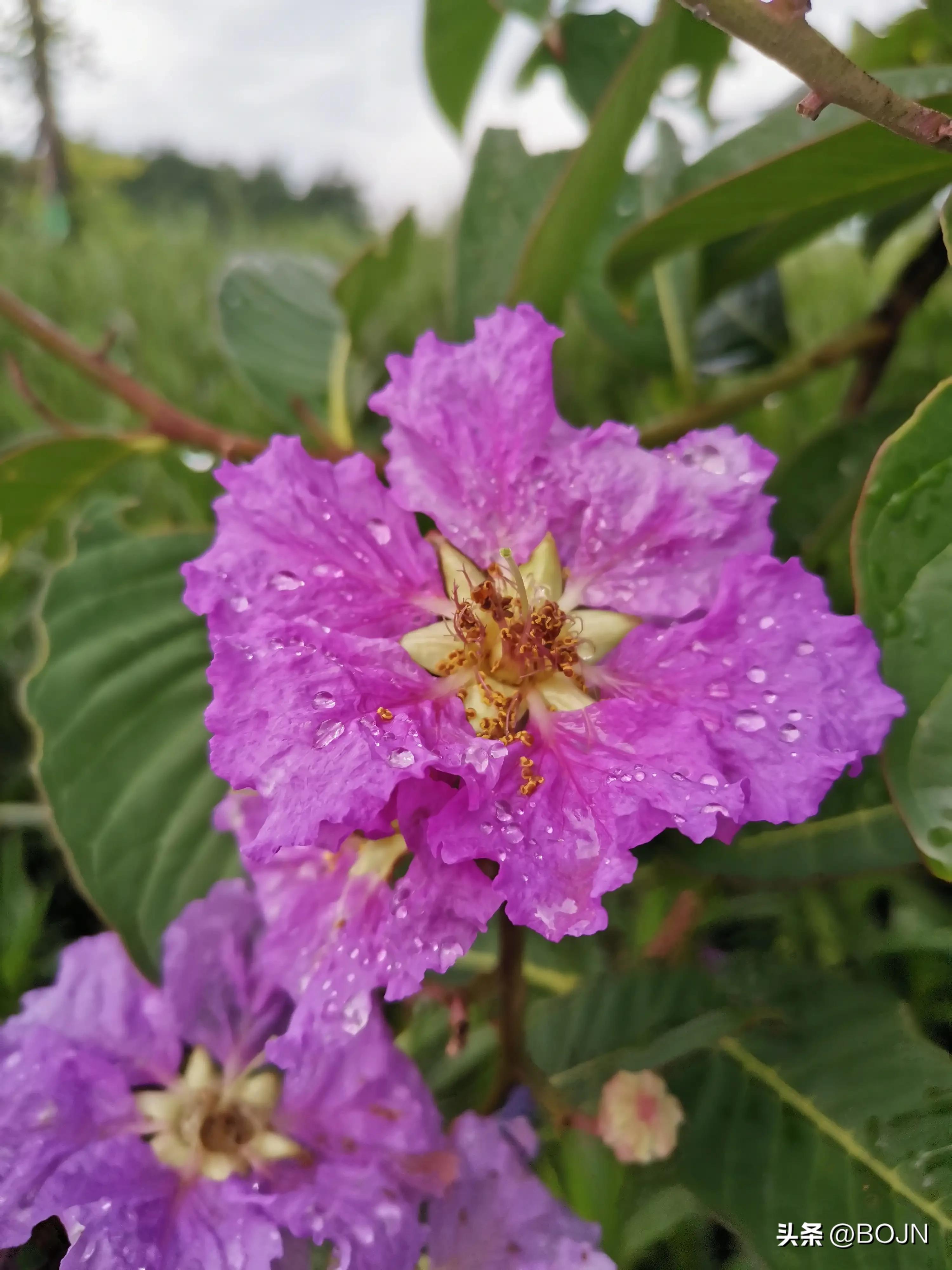 你能认出几种花来,大家能猜出什么花