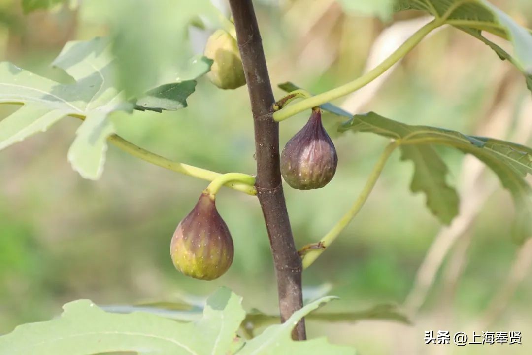 无花果的十大经典吃法,无花果的新吃法大全