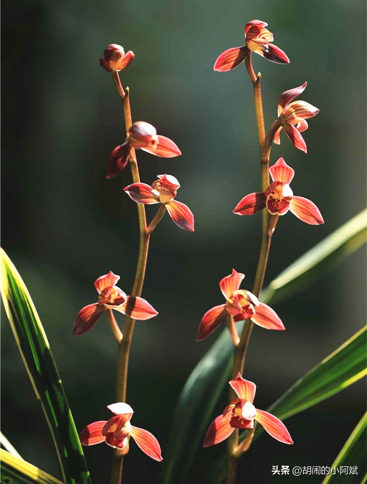 兰花名贵好养的品种大全,最高贵最好养的兰花