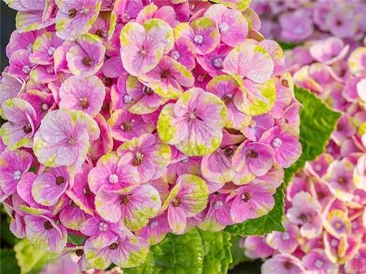 开眼界了!五大突出特征让这种“球花”魔力无限,人见人爱