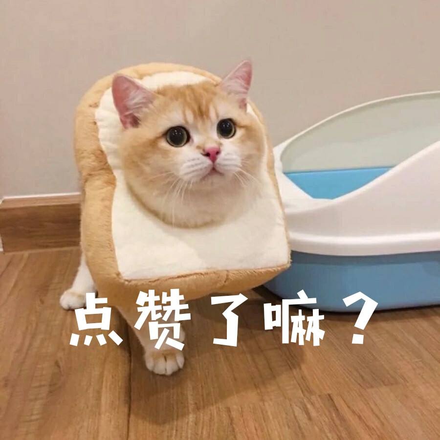 适合新手铲屎官养的6种猫咪,铲屎官需要知道的猫咪行为