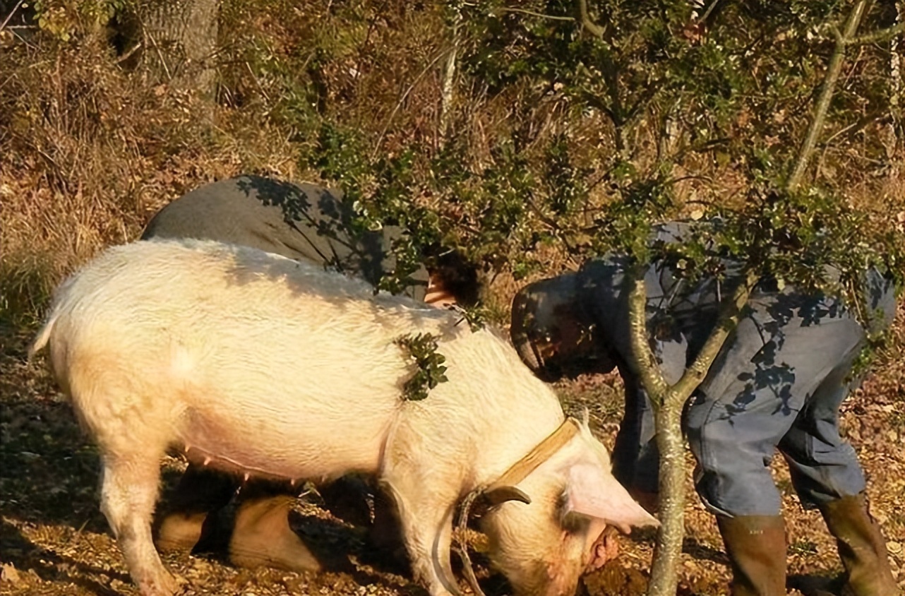 以前猪吃的菜叫什么,松露是顶级食物吗