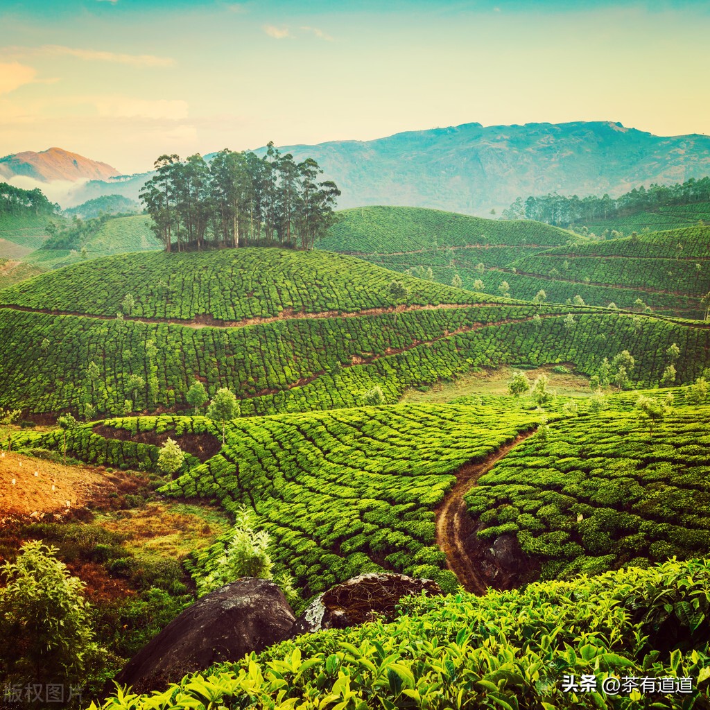 印度茶叶发展史,印度大吉岭红茶冲泡