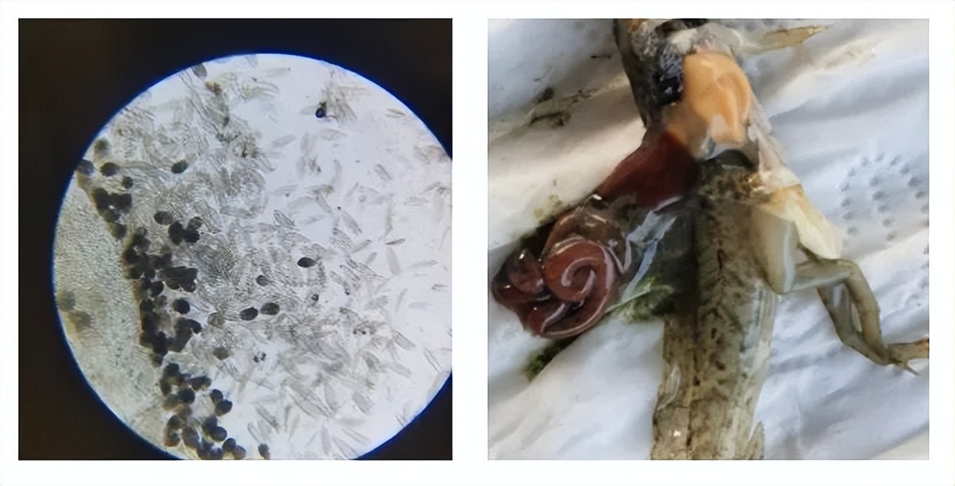 黑斑蛙蝌蚪全周期养殖技术要点