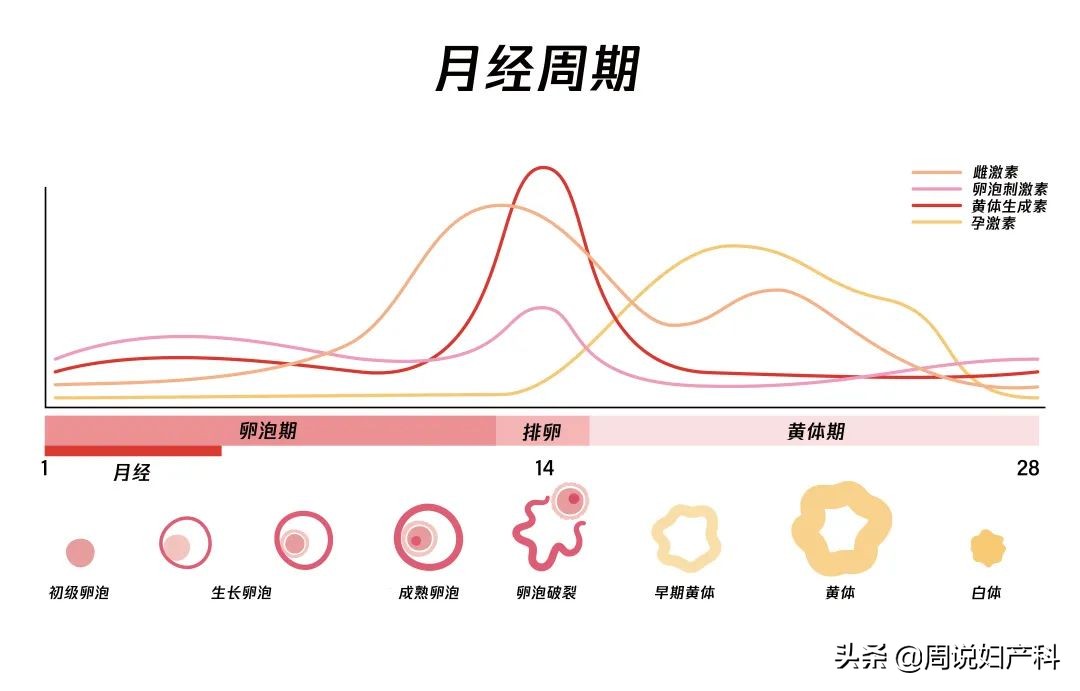 摸到乳房有肿块，别慌！记得先做这件事