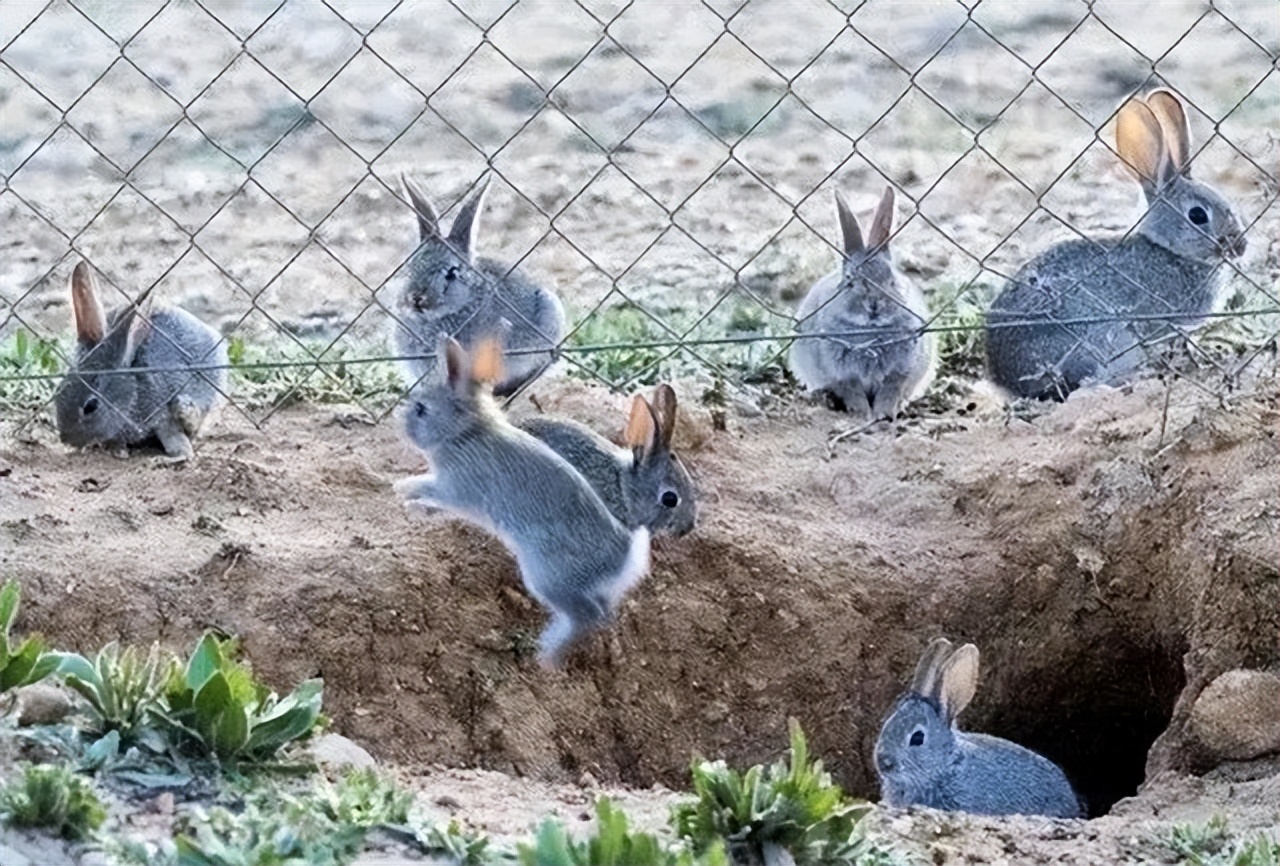 澳大利亚野兔泛滥成灾体重近百斤,澳大利亚野兔成灾野兔上百斤