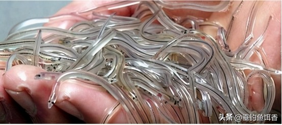 渔民捕捞2000公斤黄鱼卖957万,渔民获2.75公斤野生黄鱼