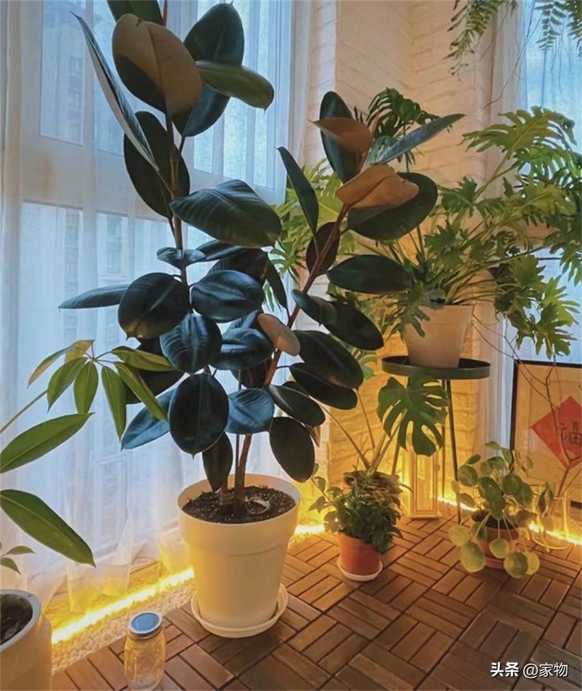 客厅放绿植好养吗,客厅放绿植有什么忌讳