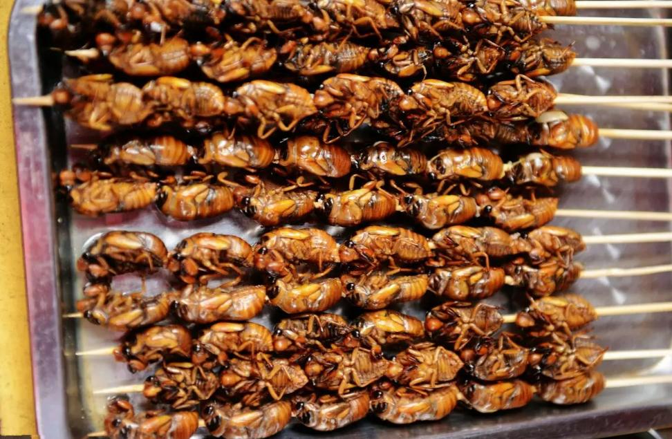 丽水知了每斤卖400元,丽水市民抓知了卖260元一斤