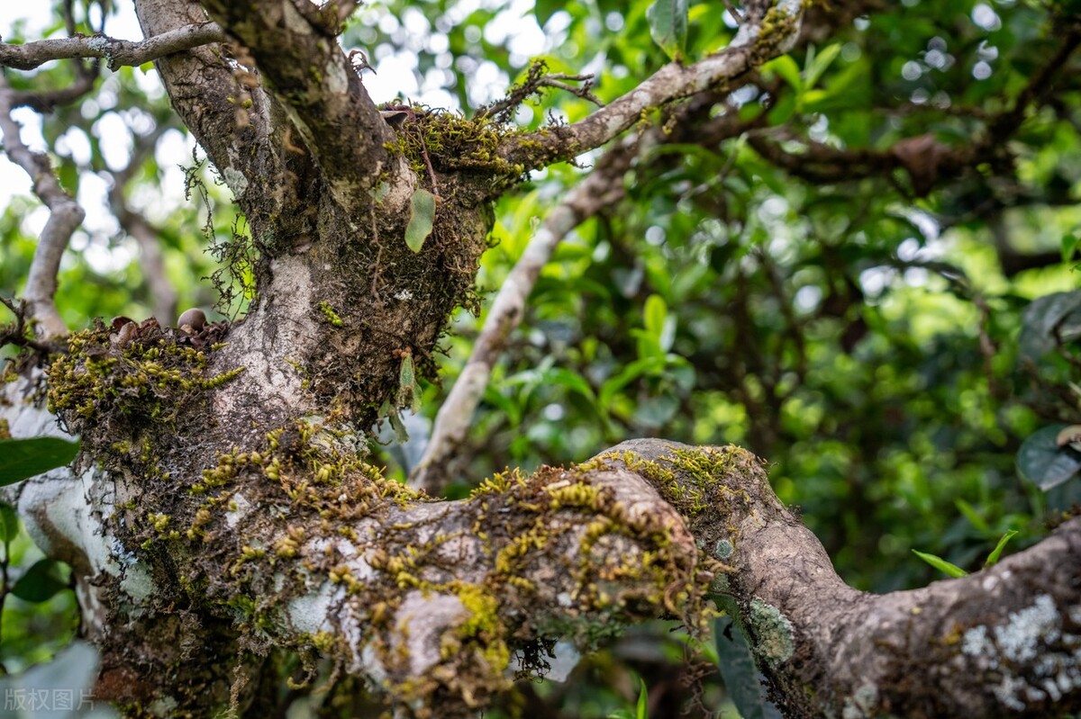 口感最好的普洱茶十大排行榜,普洱生茶都有哪些比较经典的系列