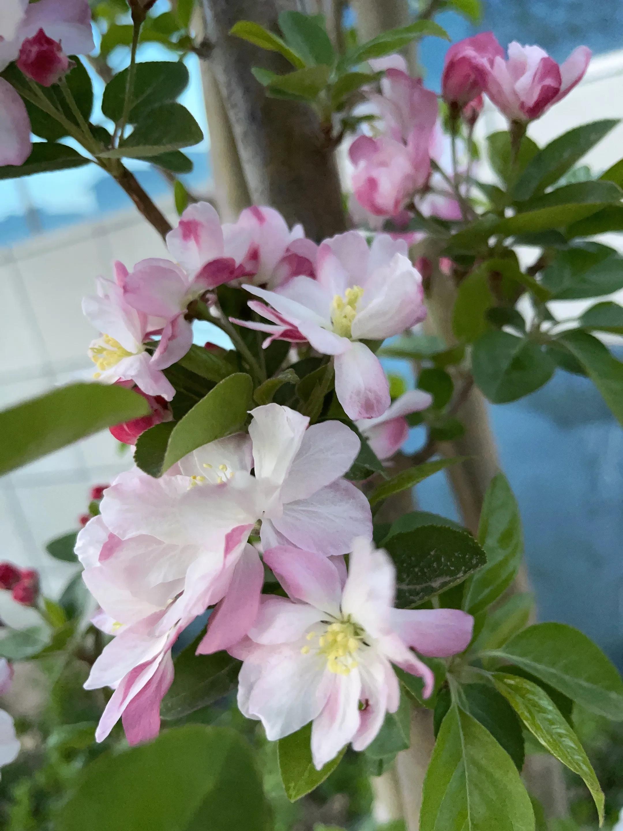 年年盼等海棠开忽然一日都海棠明媚*光春**花灿烂海棠开后果果红元姆