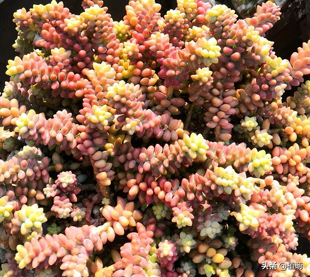 爆盆多肉玉坠,玉缀怎么养才爆盆