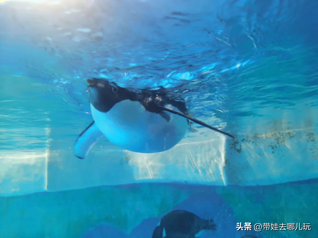 天津海昌极地海洋公园冬天营业吗,天津海昌极地海洋公园游玩攻略