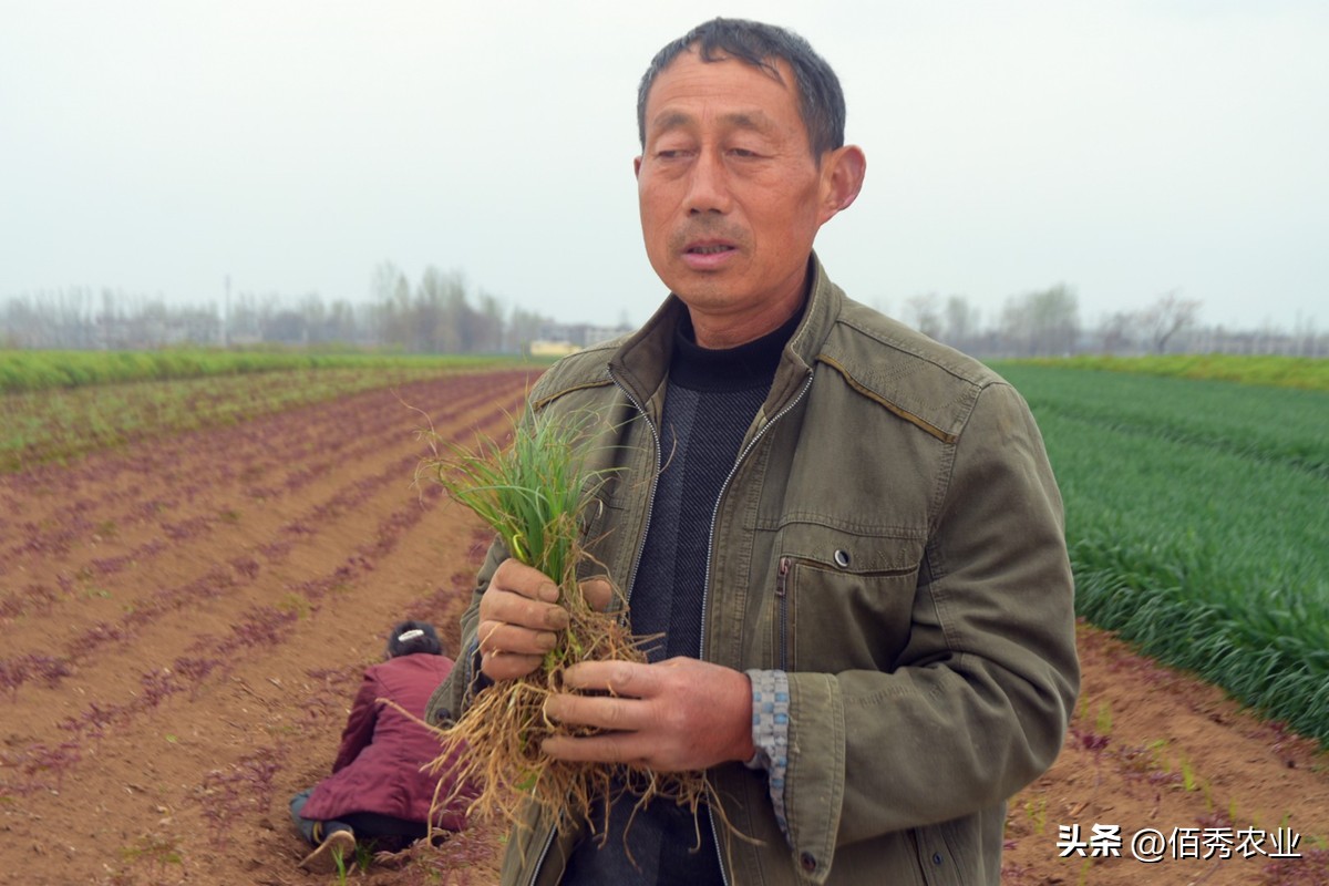 二甲戊灵是什么除草剂,二甲戊灵除草剂优缺点