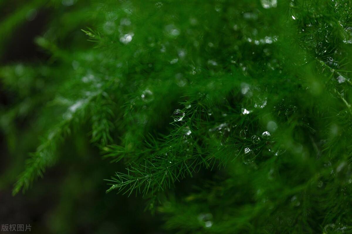 明日换甲,农村俗语“纯木换甲子,白虎好回家”,明日不下雨好吗