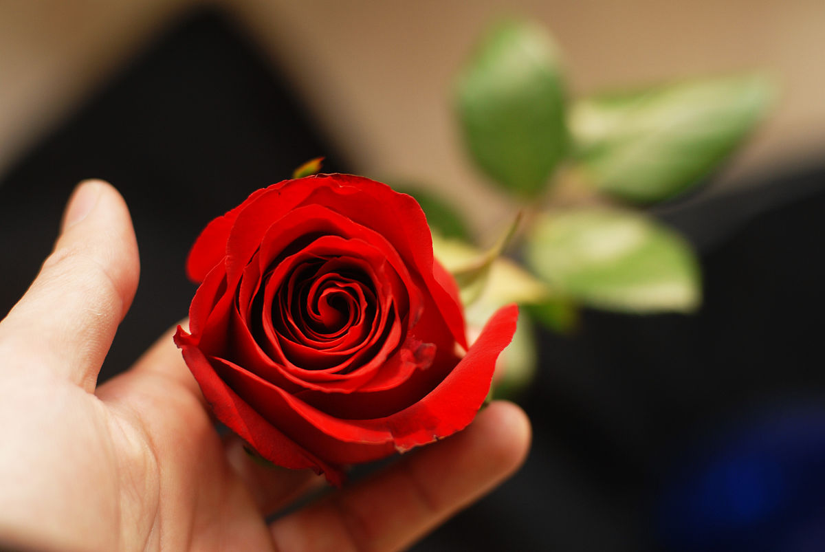 玫瑰花不同数量有什么含义,玫瑰可别送错了不同颜色含义不同