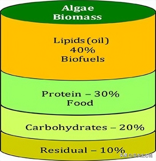 藻类基础知识,鱼塘藻类培养