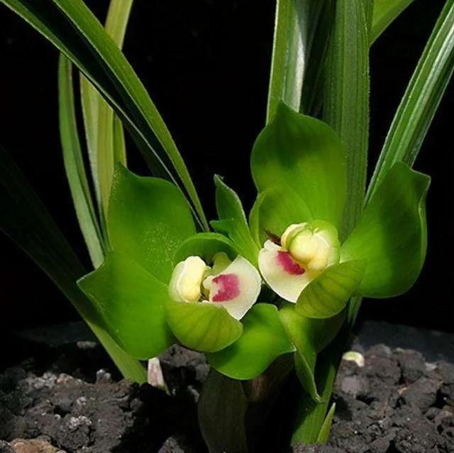 兰花品种大全四川,兰花品种鉴别方法