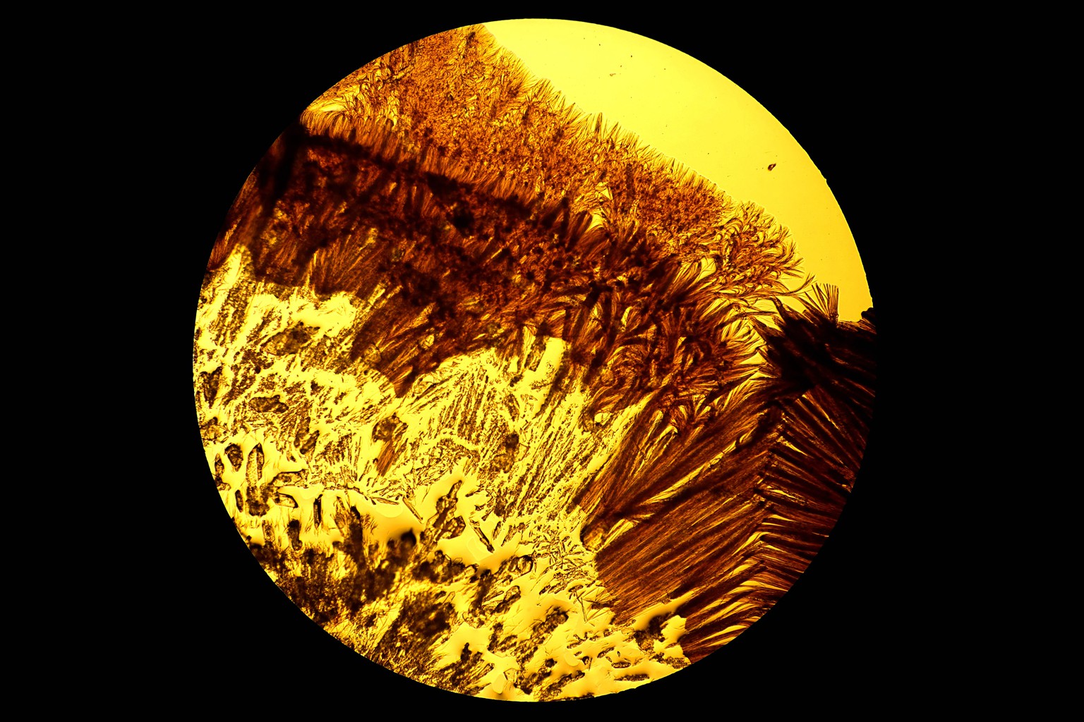 显微镜下结晶图片,显微镜下针状结晶图
