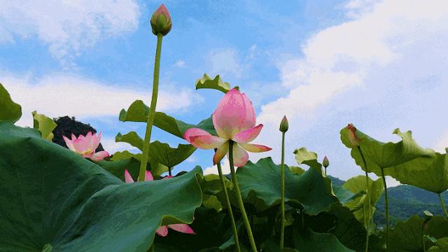 从化摘果攻略,从化摘水果攻略