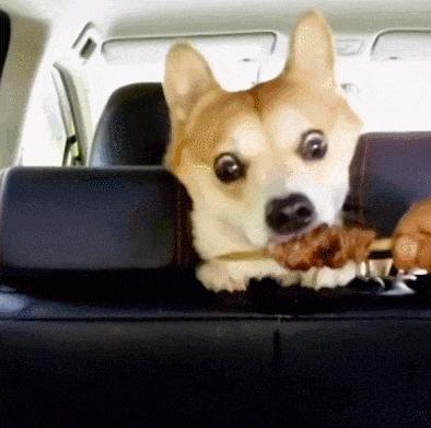 短腿柯基优点缺点,柯基的优点和缺点