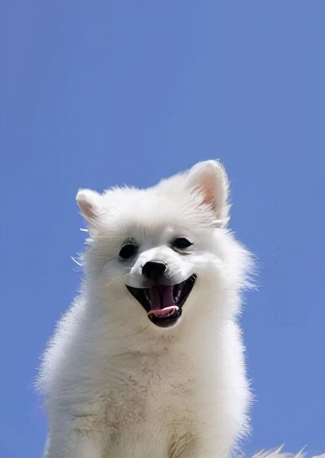 如何给狗狗清理嘴,怎么清理狗狗的爪子