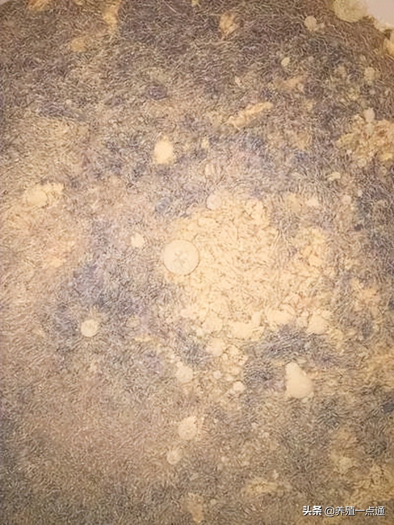 水产养殖专用抑制弧菌乳酸菌,乳酸菌和em菌哪种菌预防弧菌更好