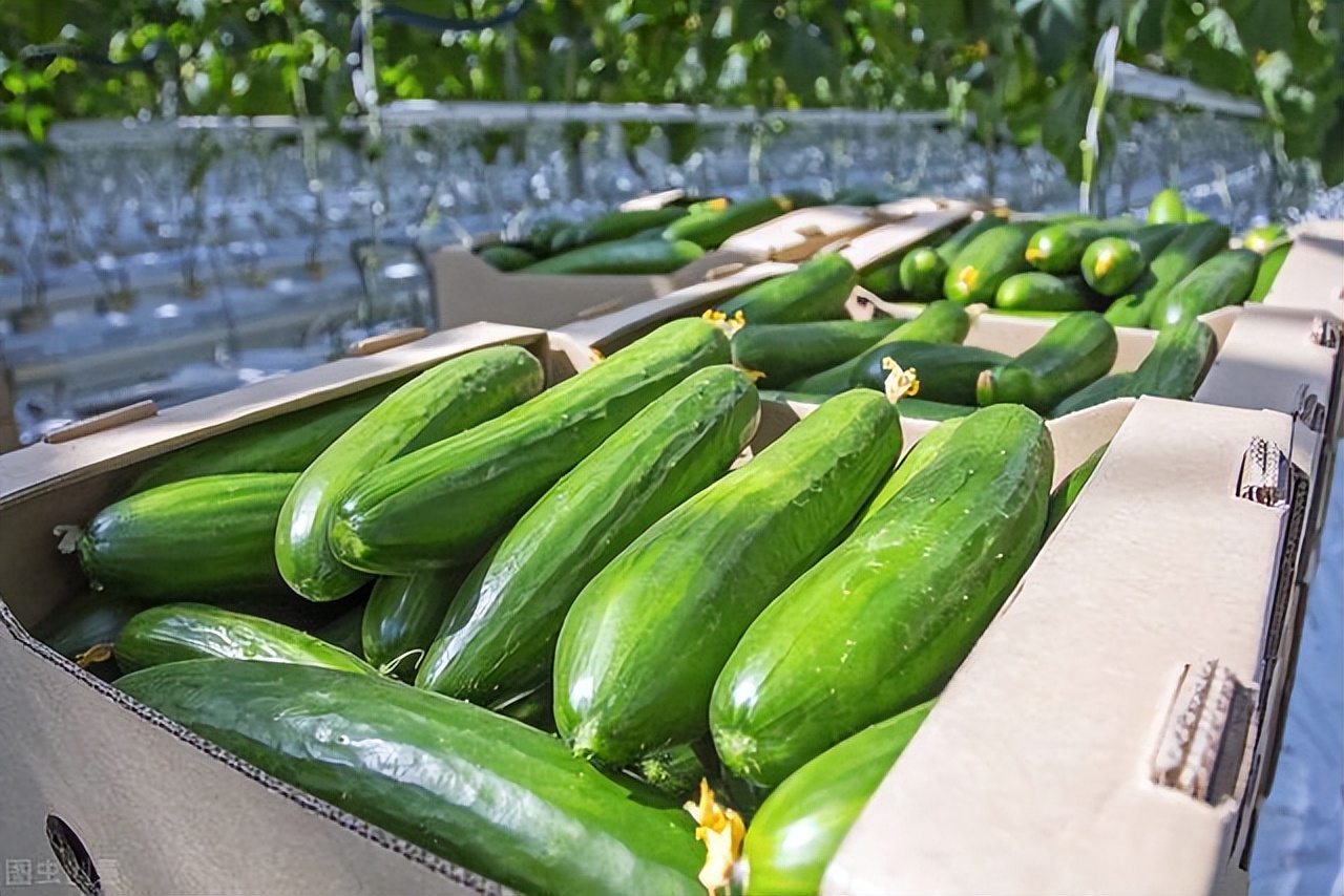 日本夫妇种植有机蔬菜,日本乡村两夫妻种菜